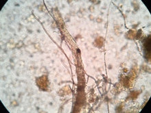 Load image into Gallery viewer, Crescive Complete Compost Inoculum with storage bucket