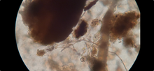 Load image into Gallery viewer, Crescive Complete - Compost Inoculum 1/2 cf