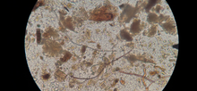 Load image into Gallery viewer, Crescive Complete - Compost Inoculum 1/2 cf
