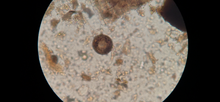 Load image into Gallery viewer, Crescive Complete - Compost Inoculum 1/2 cf
