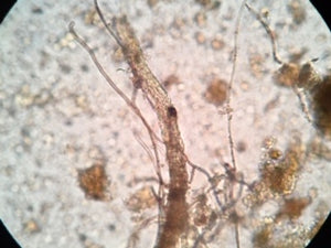 Crescive Complete - Compost Inoculum 1/2 cf